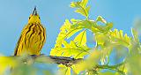 Warbler Warbling_P1110947A